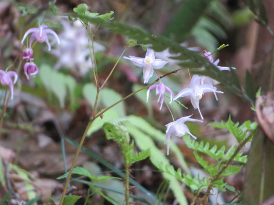 トキワイカリソウの花