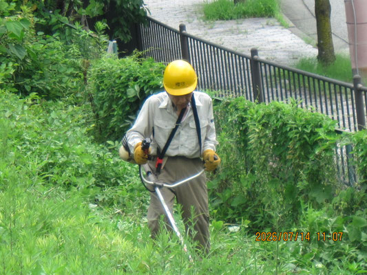 桜植樹地；炎天下での草刈り