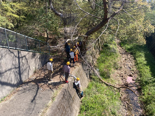 活動地東側入口川岸大径枯れ松の伐採開始