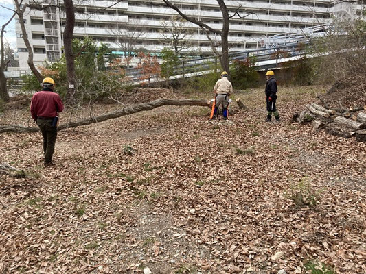 ゆずり葉の森広場でサクラに干渉するコナラ伐採