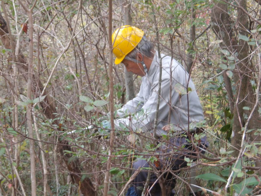 遠見の道脇の笹、中小灌木の除伐
