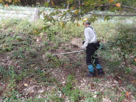 陽光展望台裾部緩斜面の下草等を刈払い