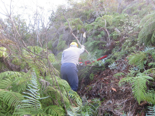 赤松ビューポイント周辺 シダの刈取り