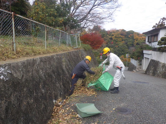 溝の枯葉集め