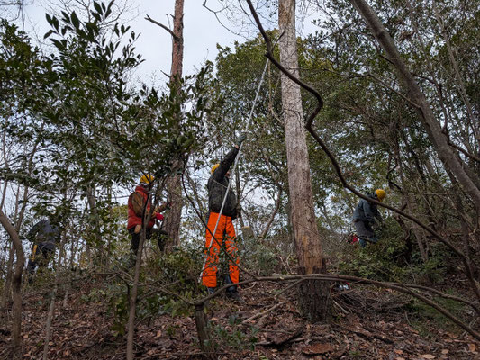 遠見の道　枯松伐採前にロープ掛け