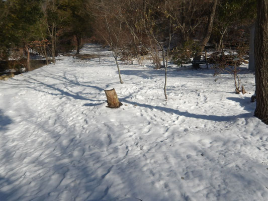 朝到着時の白瀬川広場と西山堰堤路は薄っすら雪化粧