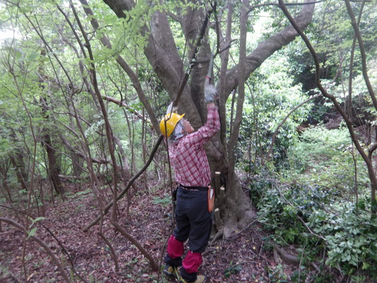光が丘口～行者山間登山路東谷側常緑樹ヒコバエ除伐