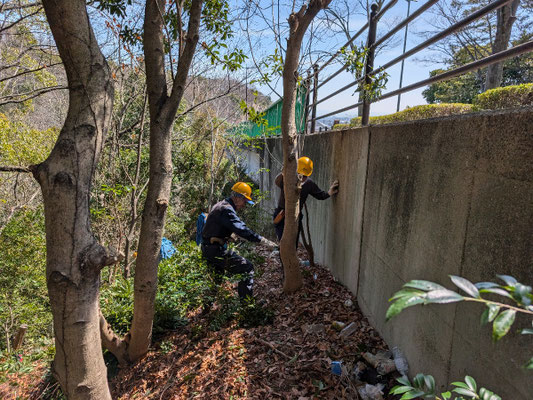 中川大橋下での常緑樹伐採