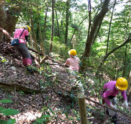 大径のサクラの枝が折れて落下、不安定だった部分の滑り、転がり防止処置実施