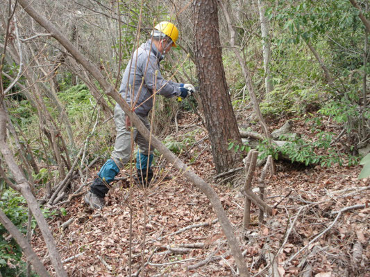 キツネの森奥南斜面の直径約20㎝高さ約10ｍ強の枯れ松を大鋸で伐採、掛かり木に