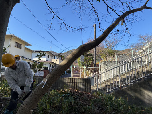 カラスザンショウの伐採