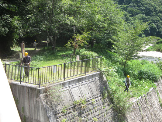 刈取り前