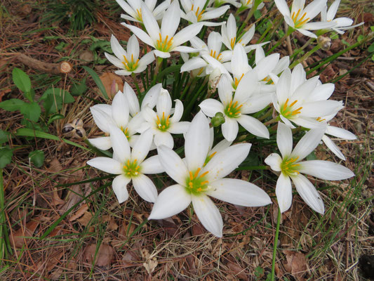 タマスダレの花