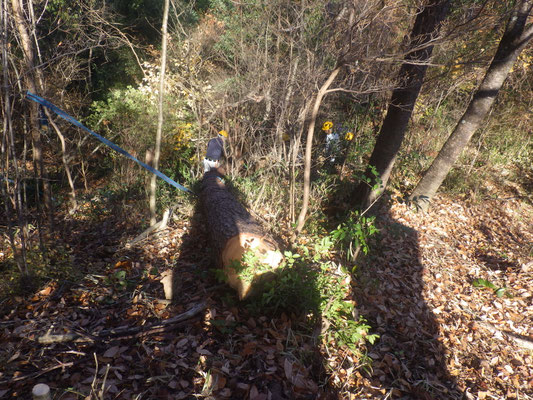 伐採した枯マツ