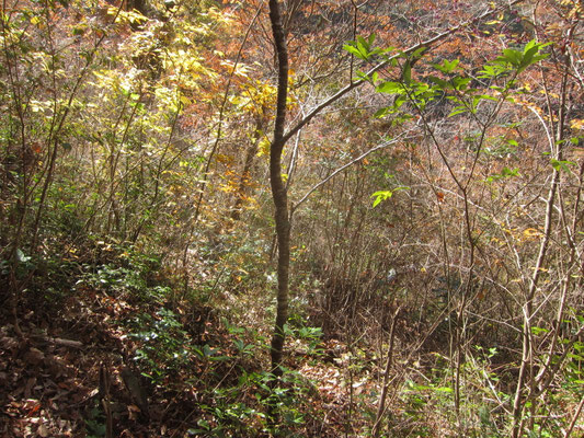 コナラ林 植樹サクラの根元整備後