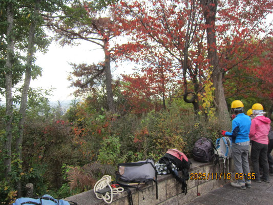 噴水広場周辺：枯れ松の前で伐採準備