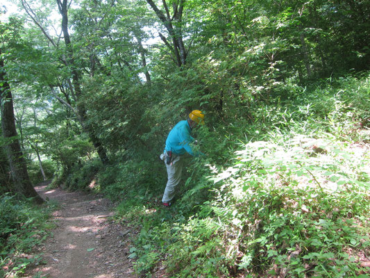 桜坂上段園路際を手鎌等で草刈り