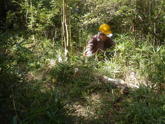 赤松植樹地の草刈り④