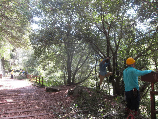 廃線敷繁茂したアラカシ伐採
