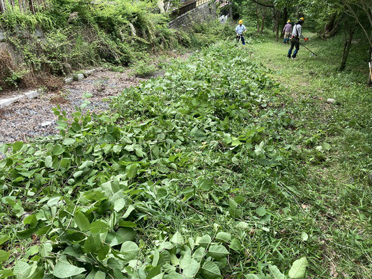 県宝谷平の水路際には、イタドリが繁茂し枝葉処理に手間取った