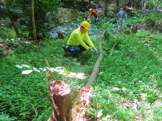 2025.08.31さくらの園②エントランス広場キササゲ根元付近で折れる