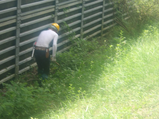 陽光広場小林南大堰堤上側際で草刈り