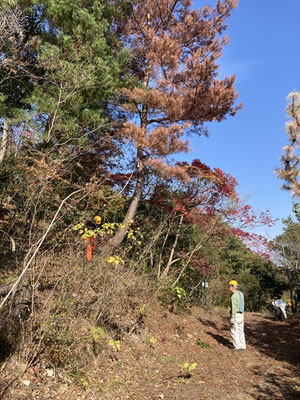 青葉台口行者山登山路分岐近くのφ約35㎝枯れ松を伐採
