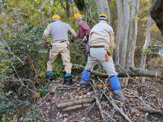 光が丘路の先端光が丘口で、7本株立ちソヨゴの枝折れ等４本の株を伐採