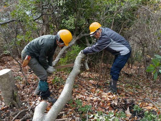キツネの森常緑樹の除伐