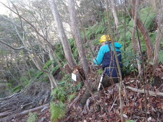 遠見の道多数株立ち木の除伐②
