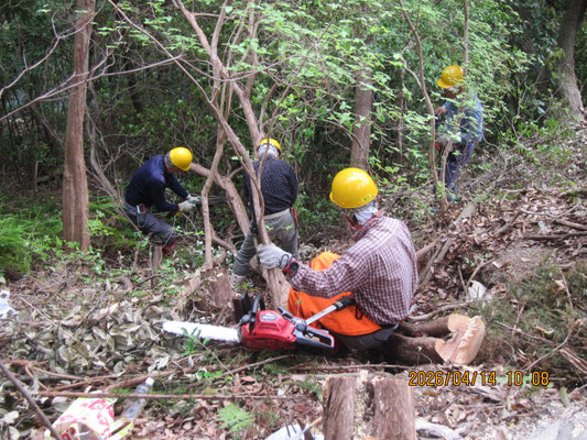 中川大橋：谷まで降りて伐採