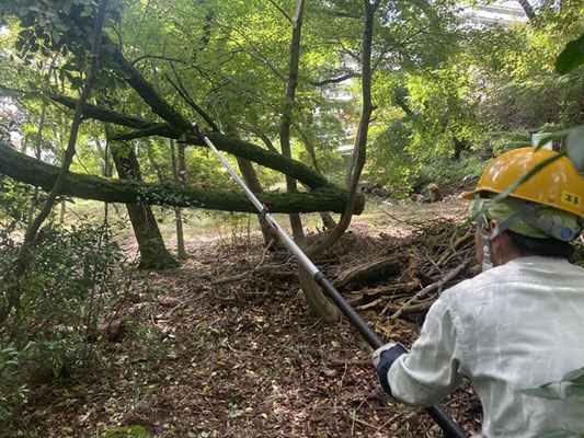 ゆずり葉の森広場のヤシャブシ倒木の掛かり木箇所を高枝伐りで切断