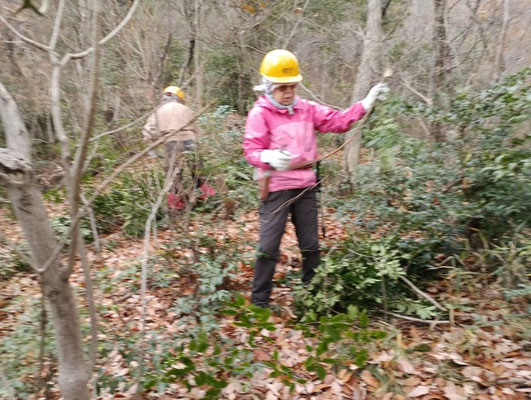 キツネの森常緑樹の間伐