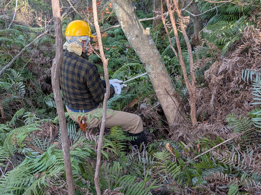 シダとソヨゴ伐採