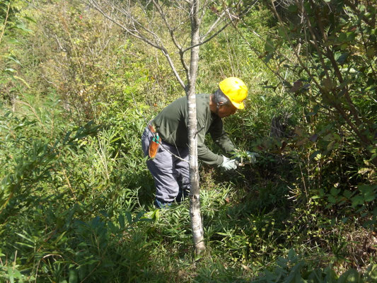 赤松植樹地の草刈り①
