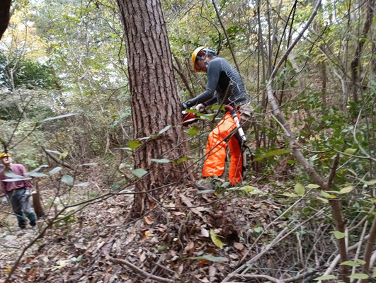 光が丘路中間付近で直径約45㎝の枯れ松伐採