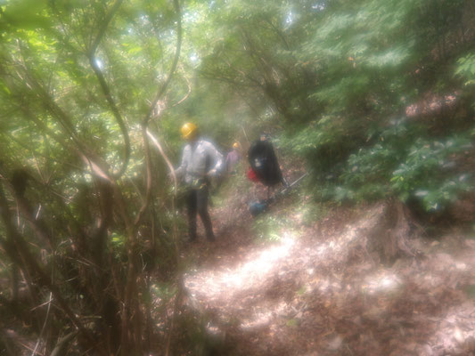 東屋～桜の尾根にかけての作業道（横手道）両脇の間伐②