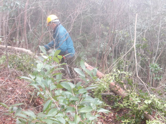 遠見の道中段西側緩斜面の常緑灌木を伐採