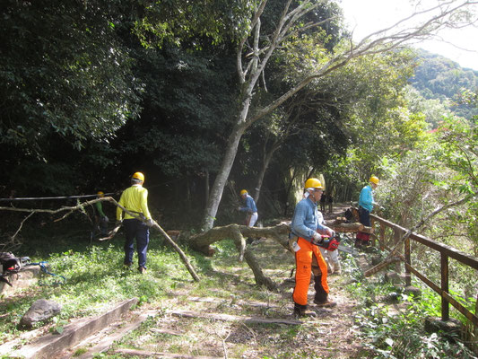 リンボク広場枯クリノキを無事伐採