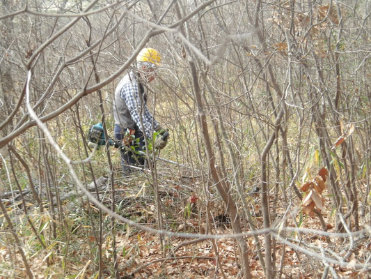 ｺﾊﾞﾉﾐﾂﾊﾞﾂﾂｼﾞの丘北側部の笹刈