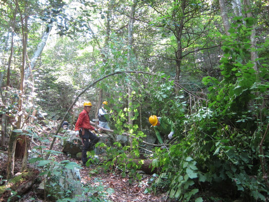 2025.08.31さくらの園③城ケ丘下常緑樹の伐採