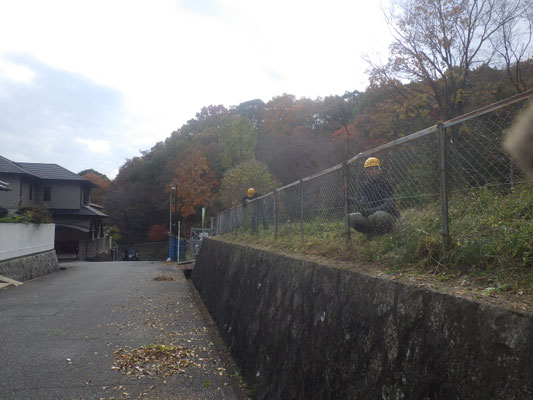 フェンスの草取り