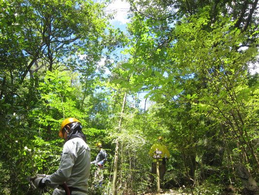 2025.07.27桜の園③城ケ丘下 園路脇のアラカシ伐採 明るくなった園路