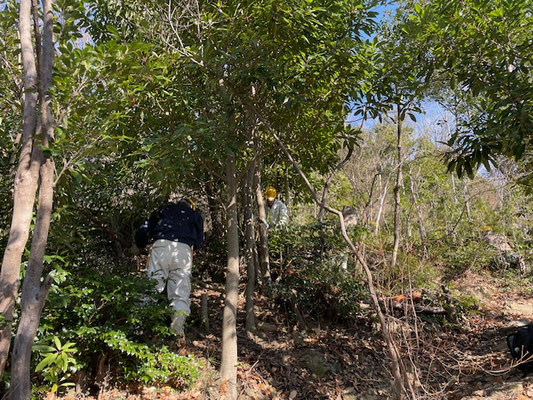 イチヤクソウの丘園路脇の中小常緑樹の間伐
