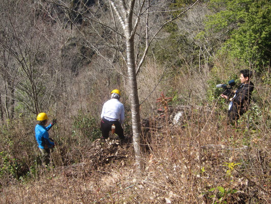 桜の尾根植樹桜周辺の常緑樹等除伐