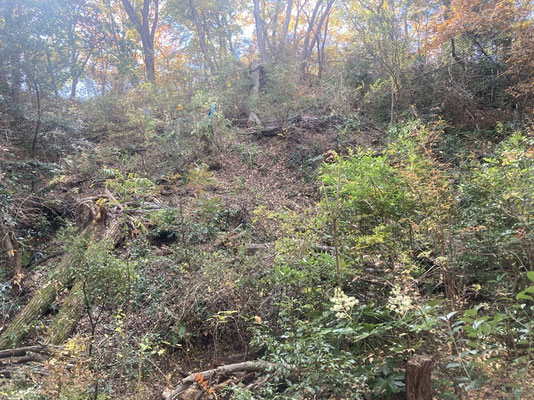 倒木処理後のコバノミツバツツジの丘東斜面