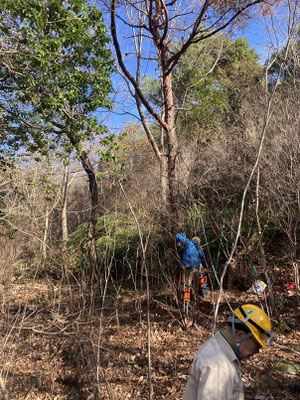 西山堰堤向け直線路脇枯れ松の伐採