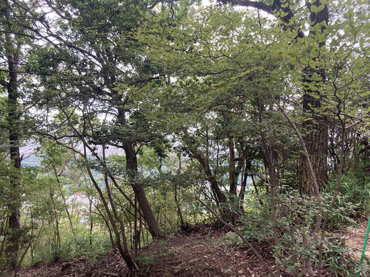 行者山登山路合流点南側ソヨゴの大木が眺望を遮っていました。