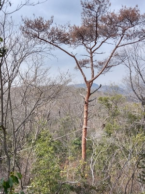 赤松植樹地の高木の枯松伐採
