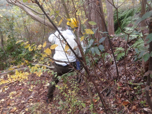 遠見の道脇の枯れ中径リョーブを伐採